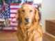 Faut-il adapter l’alimentation de son chien selon l’âge ?