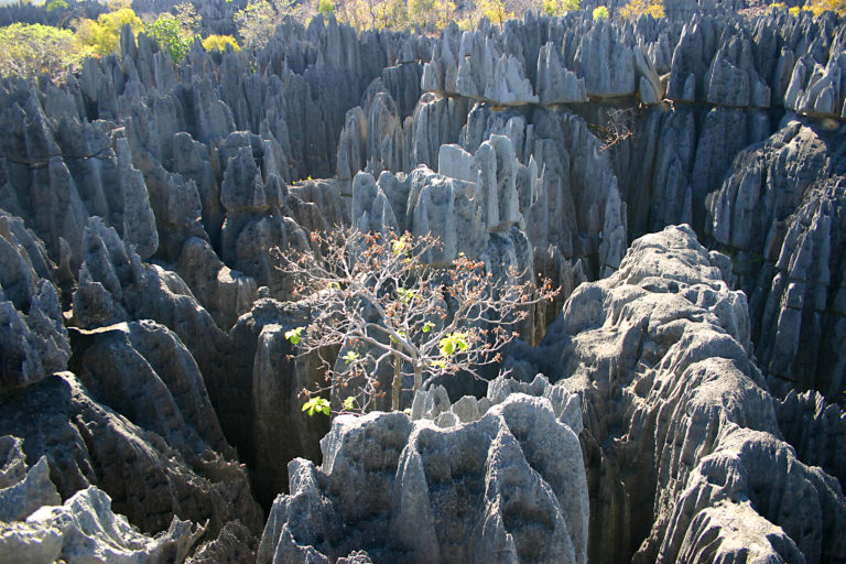 Liste non exhaustives des sites à visiter pour découvrir la biodiversité malgache