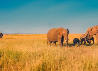 Top 4 des destinations à visiter lors d’un voyage en Afrique subsaharienne