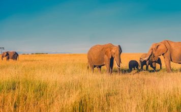Top 4 des destinations à visiter lors d’un voyage en Afrique subsaharienne