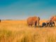 Top 4 des destinations à visiter lors d’un voyage en Afrique subsaharienne
