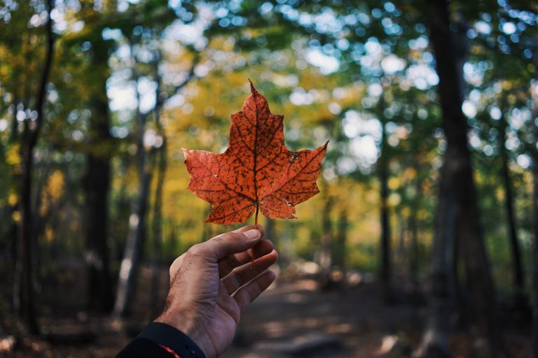 Comment organiser un séjour de rêve au Canada ?