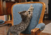 Protéger Le Mobilier D'un Chat