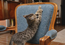 Protéger Le Mobilier D'un Chat