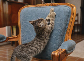 A quoi sert un arbre à chat ? Protéger Le Mobilier D'un Chat