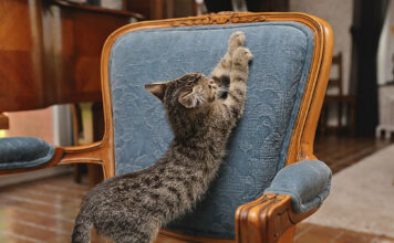 A quoi sert un arbre à chat ? Protéger Le Mobilier D'un Chat