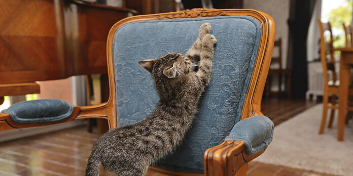 Protéger Le Mobilier D'un Chat