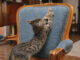 A quoi sert un arbre à chat ? Protéger Le Mobilier D'un Chat