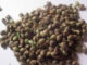 Qualité des graines de cana : ce qu’il faut savoir avant de planter
