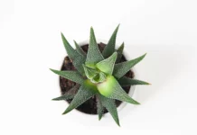 Bienfaits-aloe-vera-pour-cheveux