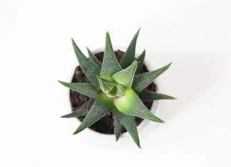 Aloe Vera : quelles vertus pour les cheveux ? Bienfaits-aloe-vera-pour-cheveux