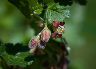 Le meilleur anti-inflammatoire de l’hiver : le bourgeon de cassis bourgeon de cassis