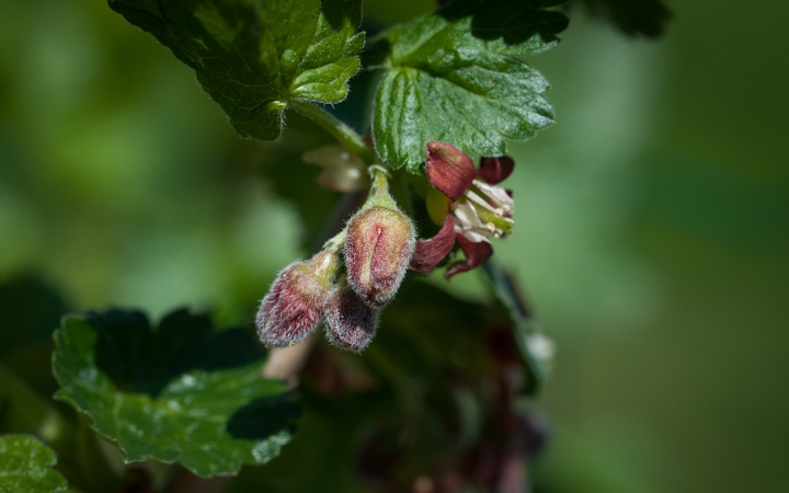 Le meilleur anti-inflammatoire de l’hiver : le bourgeon de cassis