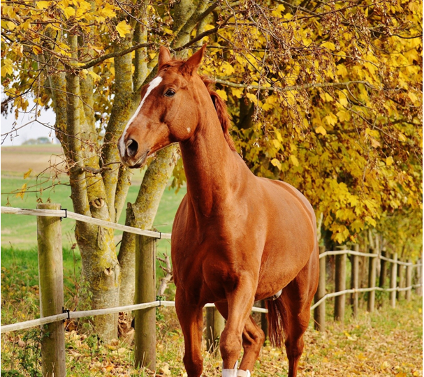 Gérer les chevaux en hiver, 8 considérations